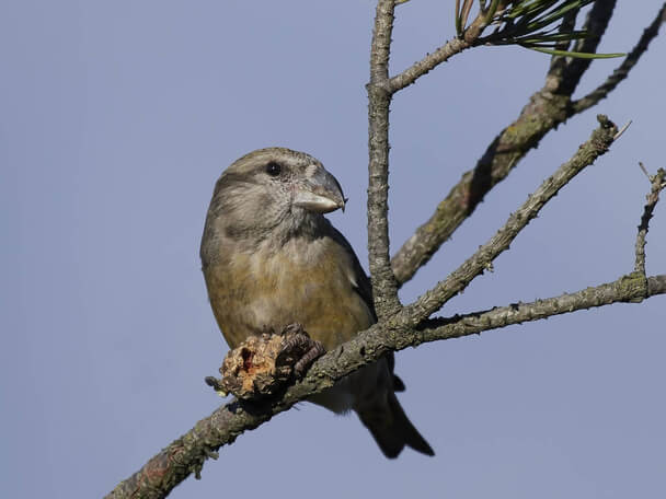 A nagy keresztcsőrű (Loxia pytyopsittacus) 