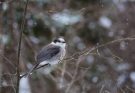 A szürke szajkó (Perisoreus canadensis)