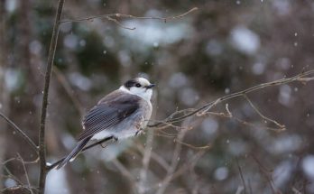 A szürke szajkó (Perisoreus canadensis)