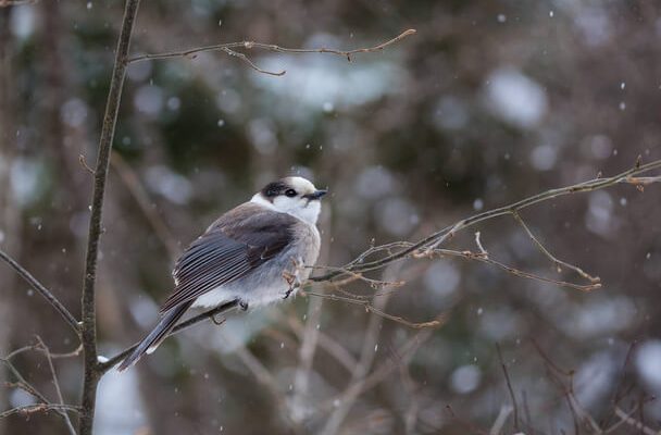 A szürke szajkó (Perisoreus canadensis)