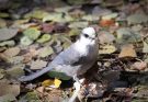 A szürke szajkó (Perisoreus canadensis)