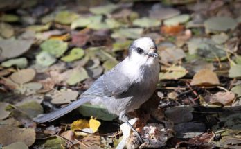 A szürke szajkó (Perisoreus canadensis)