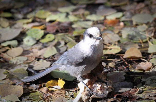 A szürke szajkó (Perisoreus canadensis)