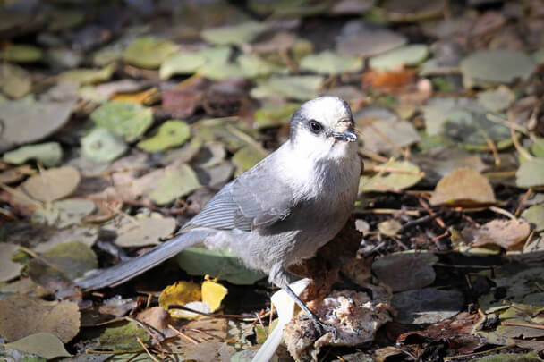 A szürke szajkó hangja (Perisoreus canadensis)