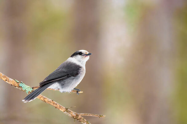 A szürke szajkó (Perisoreus canadensis)