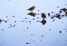 Az apró partfutó (Calidris minuta)