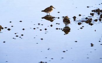 Az apró partfutó (Calidris minuta)