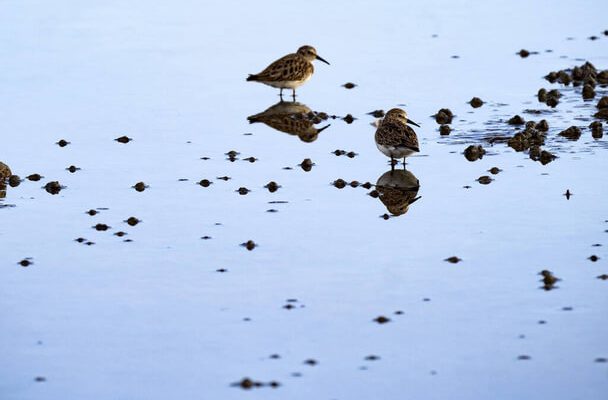 Az apró partfutó (Calidris minuta)