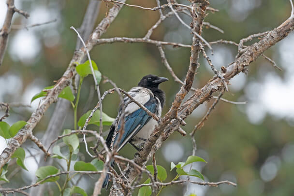 Feketecsőrű szarka (Pica hudsonia) 