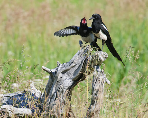 Feketecsőrű szarka (Pica hudsonia) 