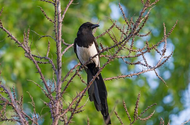 Feketecsőrű szarka (Pica hudsonia)