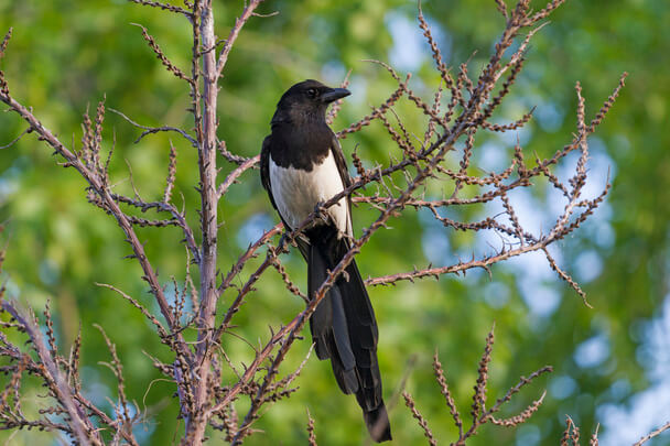 Feketecsőrű szarka (Pica hudsonia) 