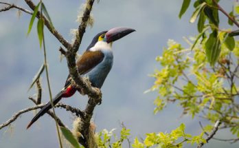 A laposcsőrű hegyitukán (Andigena laminirostris)