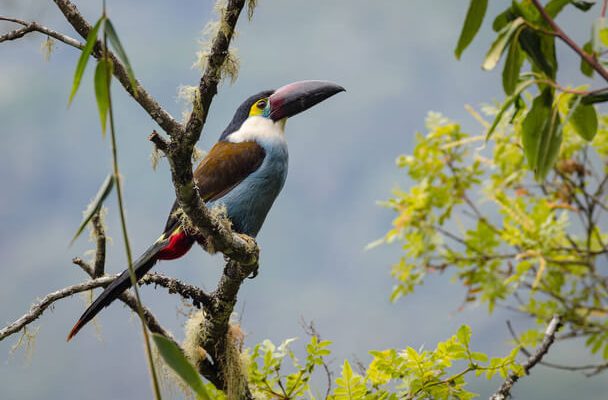 A laposcsőrű hegyitukán (Andigena laminirostris)