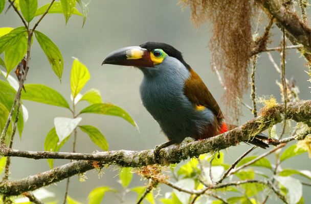 A laposcsőrű hegyitukán (Andigena laminirostris)