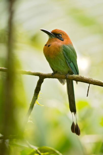 A laposcsőrű motmot (Electron platyrhynchum) 