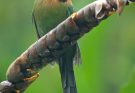 A laposcsőrű motmot (Electron platyrhynchum) 