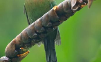 A laposcsőrű motmot (Electron platyrhynchum) 