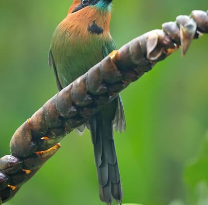 A laposcsőrű motmot (Electron platyrhynchum) 