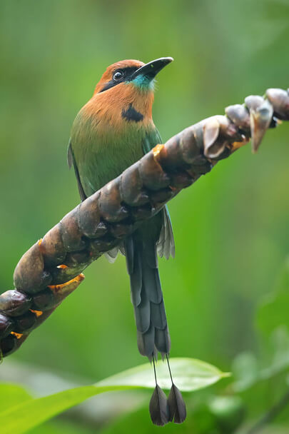 A laposcsőrű motmot (Electron platyrhynchum) 