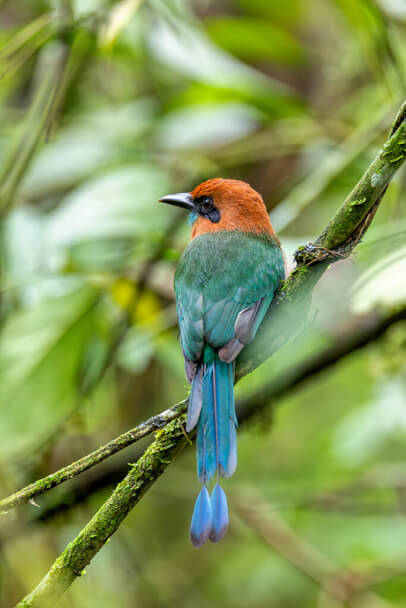 A laposcsőrű motmot (Electron platyrhynchum) 