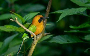 A laposcsőrű motmot (Electron platyrhynchum) 