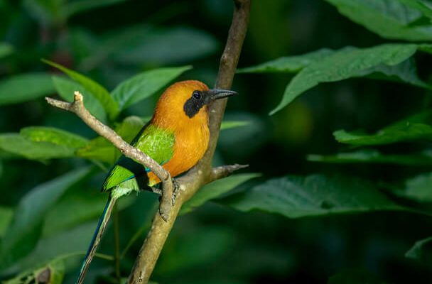 A laposcsőrű motmot (Electron platyrhynchum) 