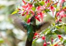 A lilafejű kolibri (Klais guimeti) 