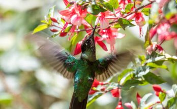 A lilafejű kolibri (Klais guimeti) 