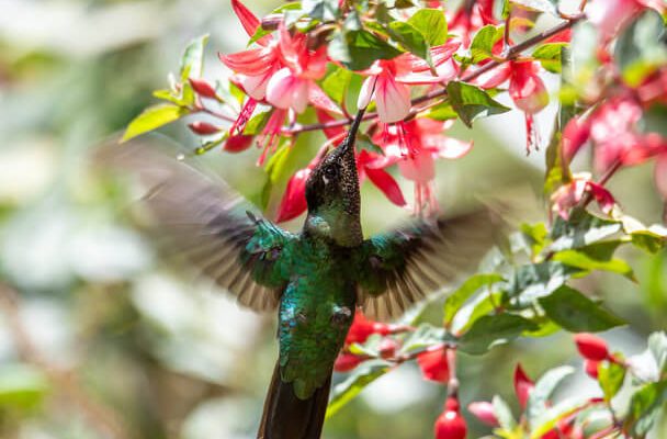 A lilafejű kolibri (Klais guimeti) 