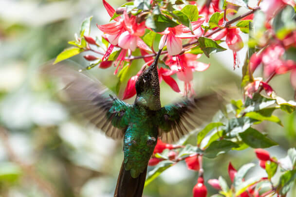 A lilafejű kolibri (Klais guimeti) 