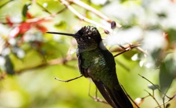 A lilafejű kolibri (Klais guimeti) 