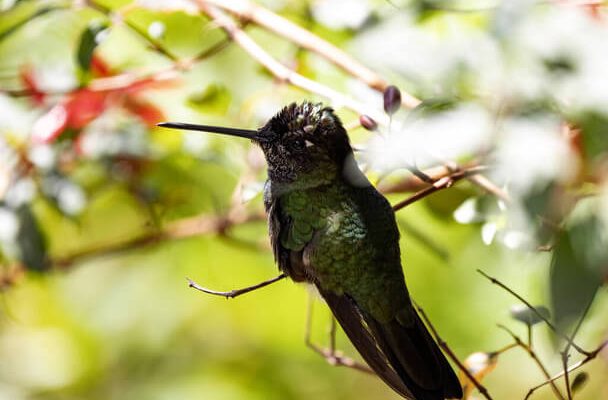 A lilafejű kolibri (Klais guimeti) 