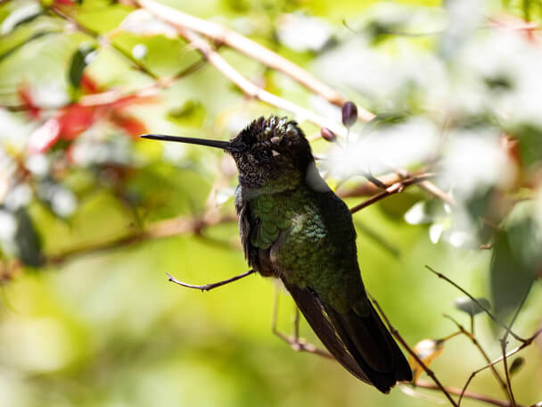 A lilafejű kolibri (Klais guimeti) 