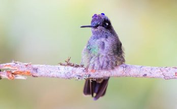 A lilafejű kolibri (Klais guimeti) 