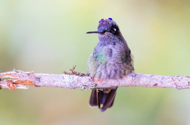 A lilafejű kolibri (Klais guimeti) 