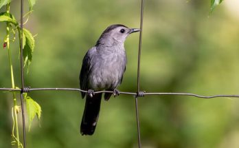 A macskamadár (Dumetella carolinensis) 