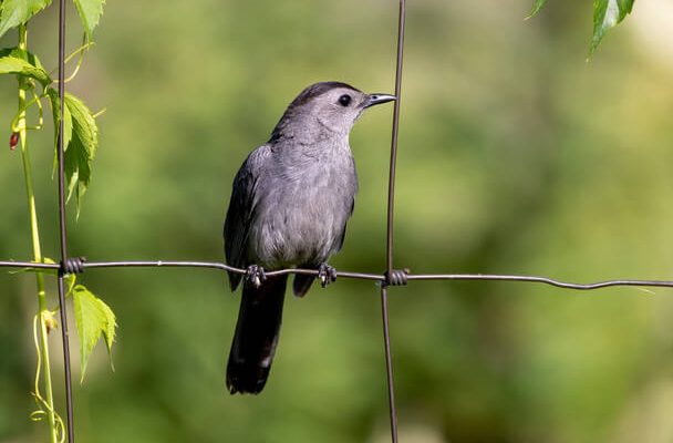 A macskamadár (Dumetella carolinensis) 