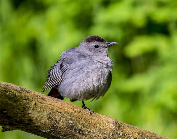 A macskamadár (Dumetella carolinensis) 