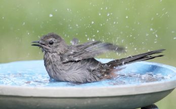 A macskamadár (Dumetella carolinensis) 