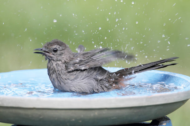 A macskamadár (Dumetella carolinensis) 