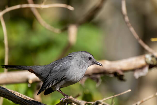 A macskamadár (Dumetella carolinensis) 