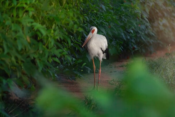 A maguari gólya (Ciconia maguari) 