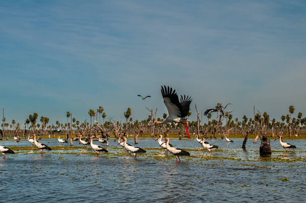 A maguari gólya (Ciconia maguari) 