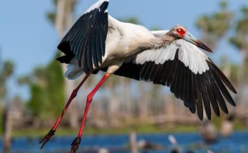 A maguari gólya (Ciconia maguari) 