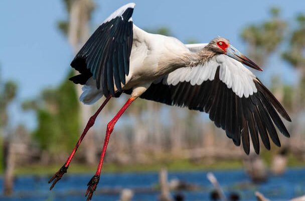 A maguari gólya (Ciconia maguari) 