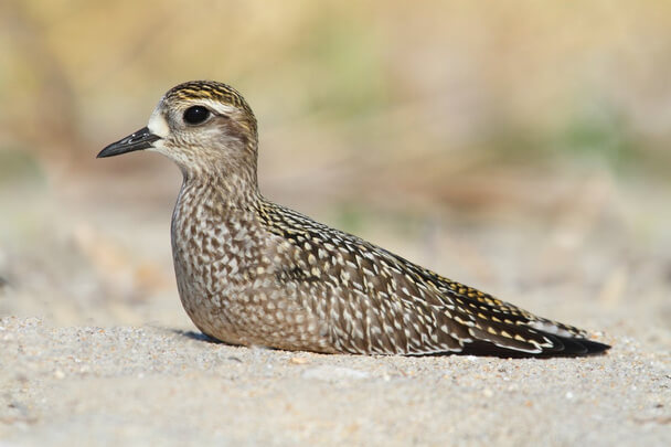 Az amerikai pettyeslile (Pluvialis dominica) 