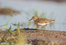 A Baird-partfutó hangja (Calidris bairdii)