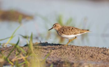 A Baird-partfutó (Calidris bairdii)