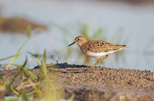 A Baird-partfutó (Calidris bairdii)